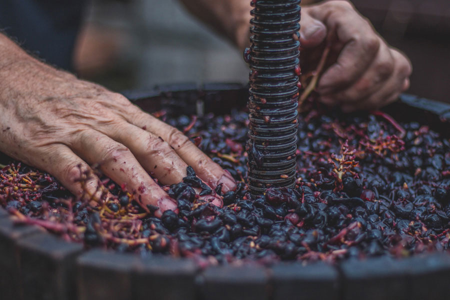 vendemmia salento vini pregiati