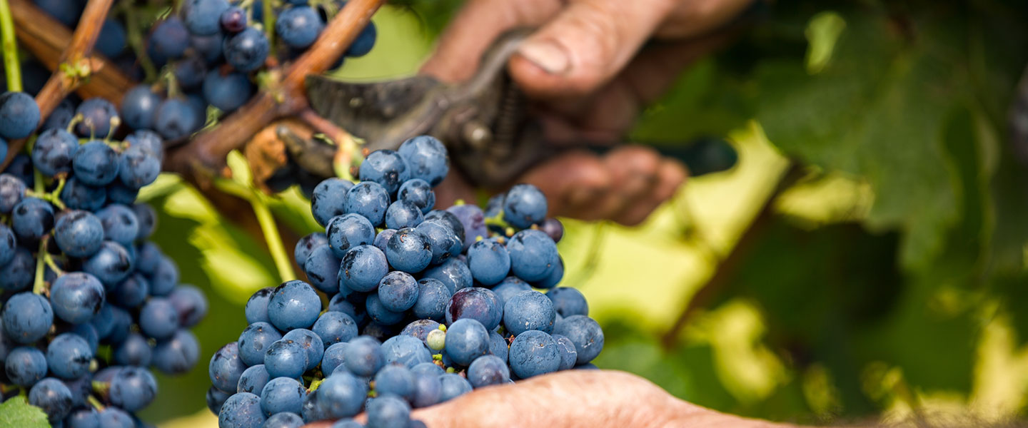 vendemmia vini pregiati salento