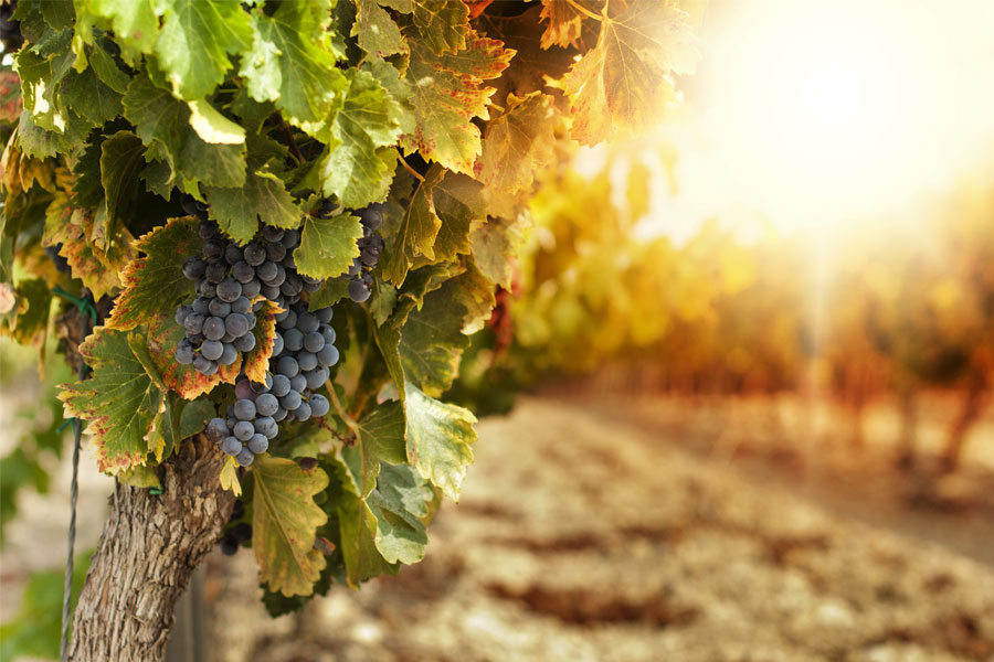 Otri del Salento Cantina Vinicola Lecce